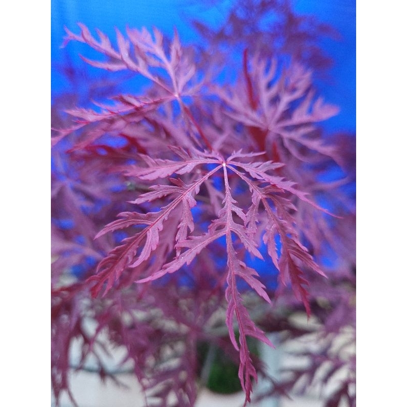 山槭 楓樹 赤枝垂 枝垂性 紫色裂葉系  高約85公分左右 5/10拍