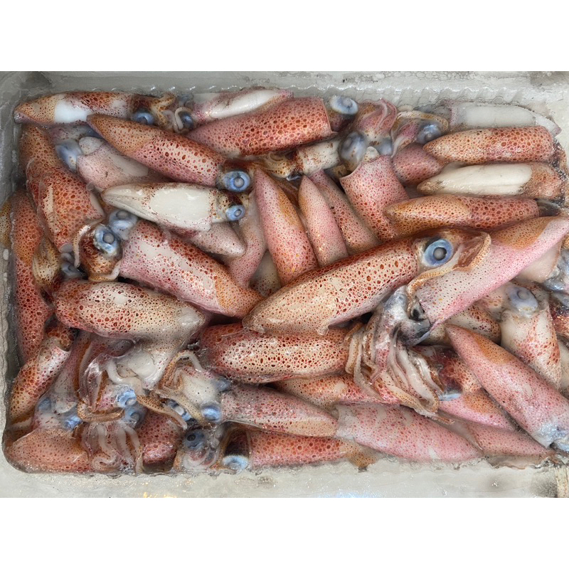 🐧企鵝的小屋🐧東北角咪咪卷//盒小卷//小卷//台灣產//船上急冷包裝//300g盒裝//咪咪卷//全館滿3000免運