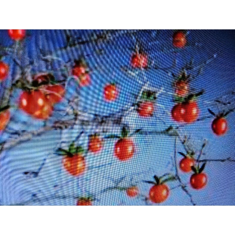 日本老爺柿，姬柿，1盆有5株小品盆栽，母株,會生果，好種植喜歡全日照1680元優惠郵局免運費