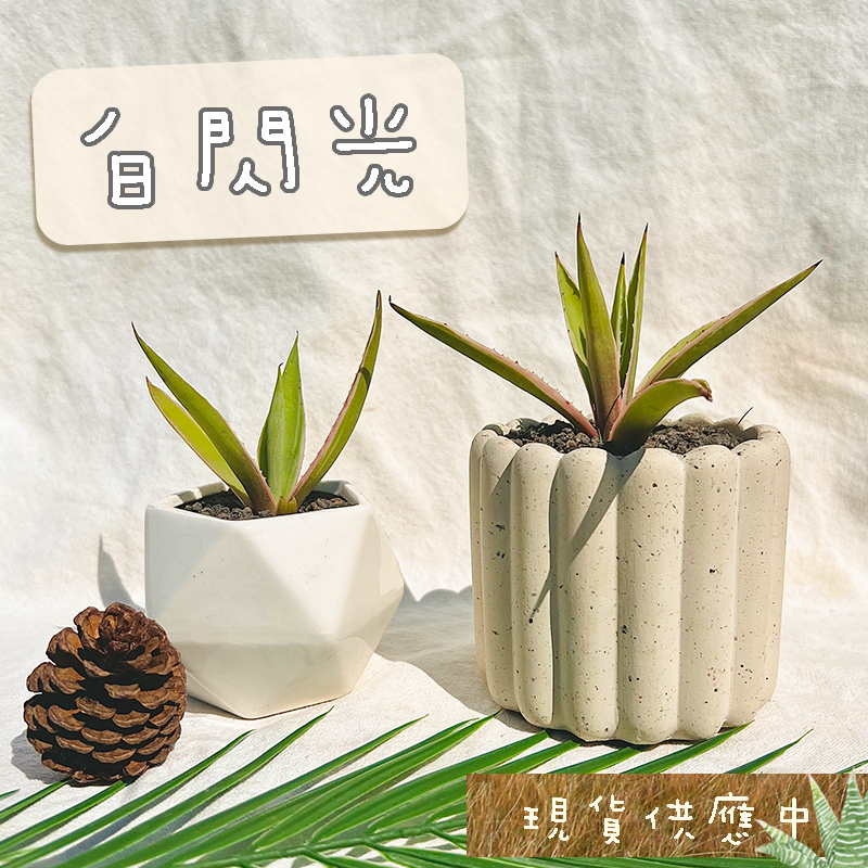【白閃光】三吋盆 龍舌蘭/多肉植物/觀葉植物/空氣鳳梨