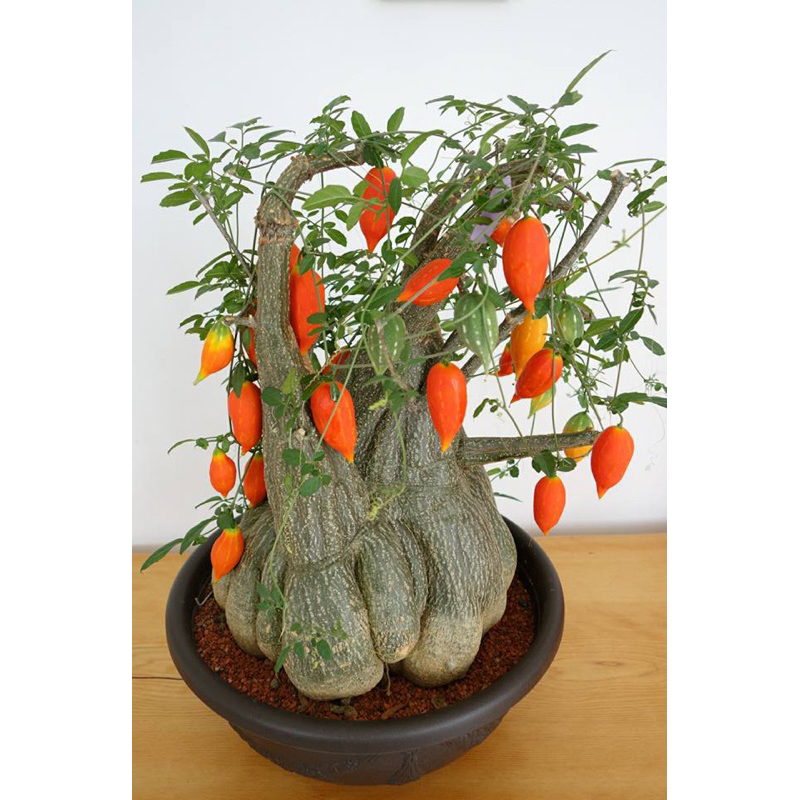 沙漠苦瓜 Momordica rostrata 塊根植物/塊莖/多肉植物/caudex