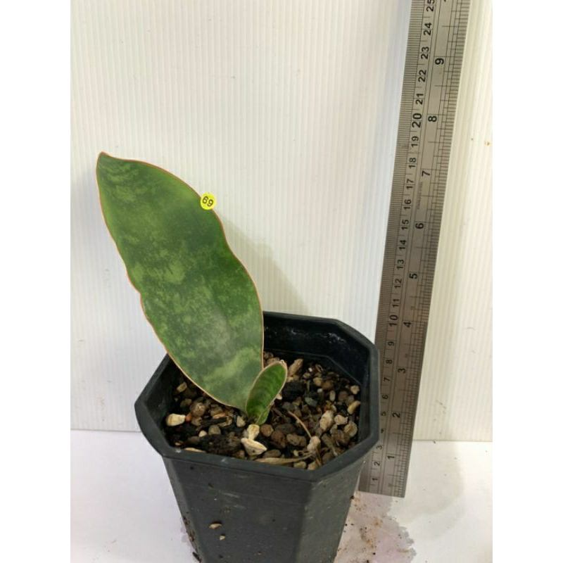 69 寶扇 虎尾蘭 植物