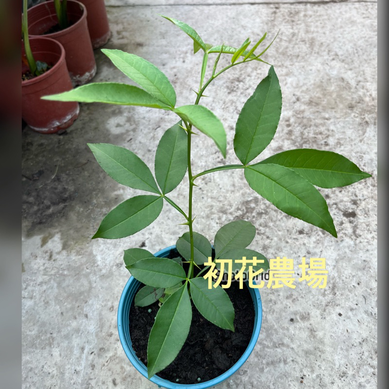 初花農場2店|花椒|6寸盆|香草植物|扦插苗|～特價180