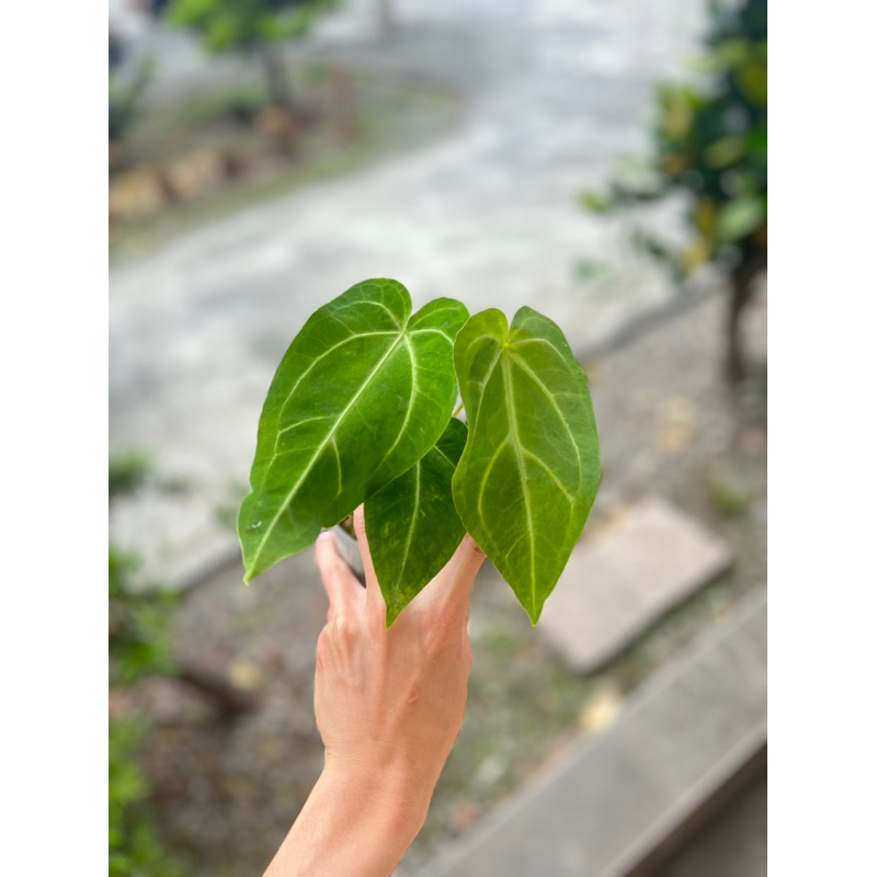 Anthurium  sp.火鶴花燭交種（侏儒爪哇、鹿角蕨、玉女、細菌、鹿角蕨、捲捲鹿、水苔、爪哇、銀鹿、蕨類）