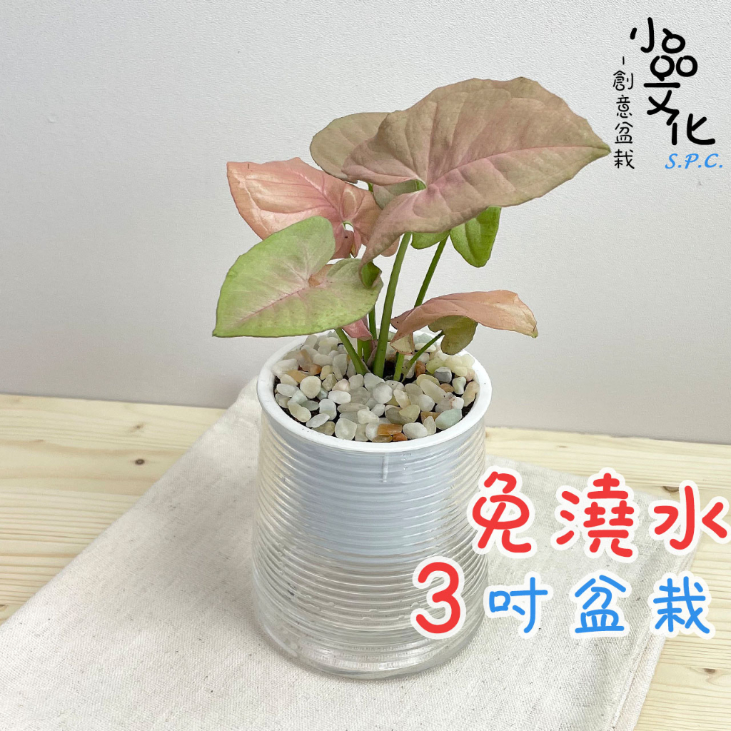 【小品文化】粉紅合果芋【現貨】3吋山形免澆水盆栽 室內植物 室內盆栽 懶人盆栽 水培植物 水培盆栽 室內盆栽