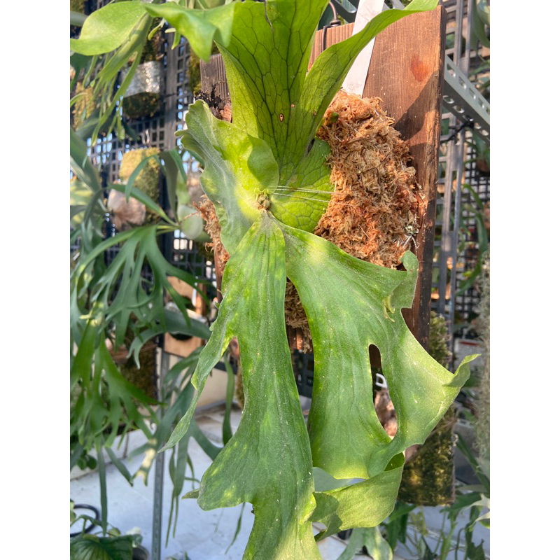 鹿角蕨-蝴蝶- 上板 水耕植物-療癒植物-文青植物、蕨類植物、雨林植物-IG網-室內-觀葉-天星南科