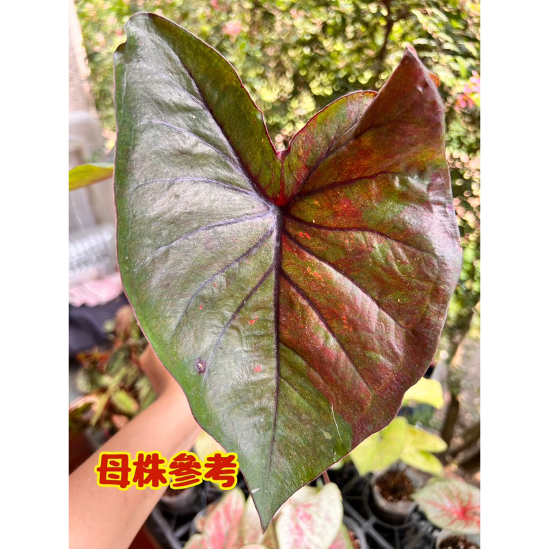 《天棠地芋》泰彩 彩葉芋 Caladium 泰國彩葉芋