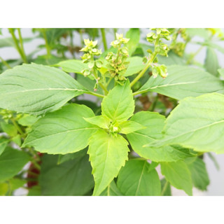 【綠雅悅農場】Peruvian Basil(Ocimum campechianum)∣秘魯羅勒∣種子20顆