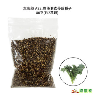 大包裝A22.鳳仙羽衣芥藍種子80克(約2萬顆)芥藍 芥蘭種子 蔬菜種子 (生長旺盛 喜冷涼氣候 葉緣細裂捲曲【綠藝家】