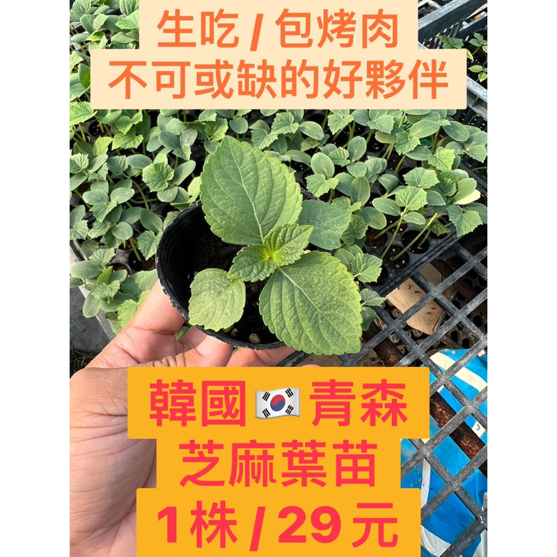 城禾農產🍃 韓國青森芝麻葉苗 1株 韓國烤肉必備 芝麻葉苗 青森芝麻葉苗 韓國芝麻葉苗 芝麻葉菜苗 菜苗 韓國菜苗 生菜