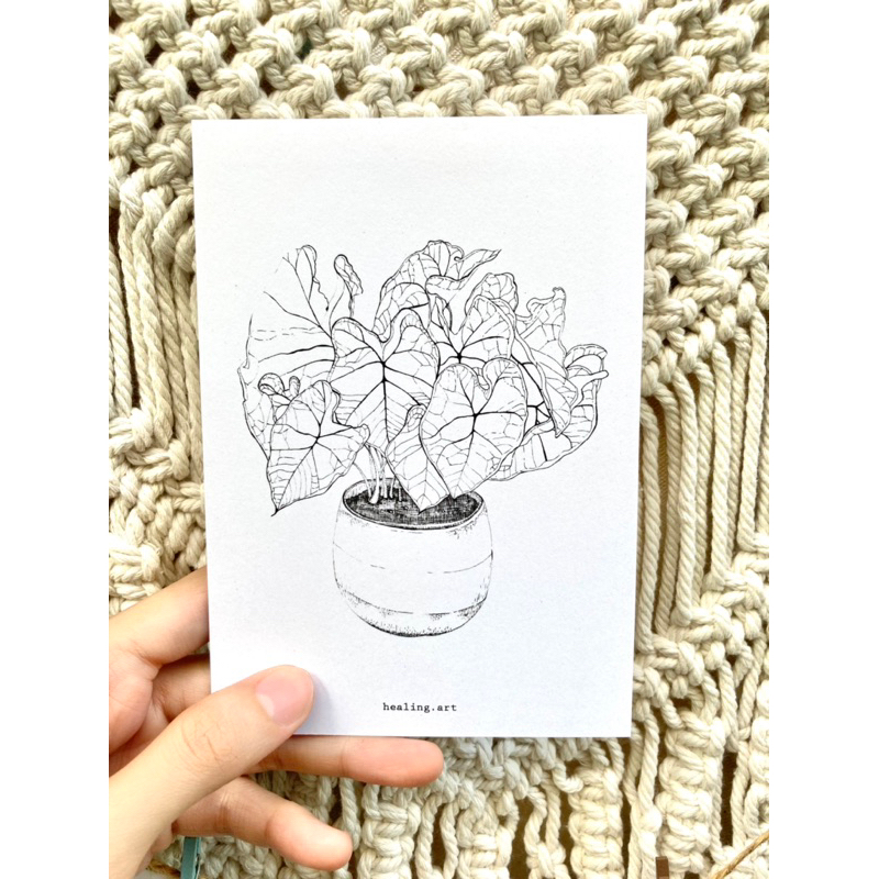 手繪植物明信片/彩葉芋