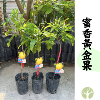 [農夫世家] 超大果品種 蜜香黃金果 白肉 可達1.5斤 蜜香 奶香味 專業靠接 果樹 苗 保證血統純正 新興果樹