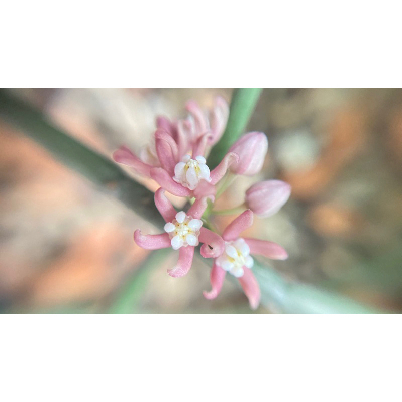 多肉植物 蘿藦  Sarcostemma vanlessenii 粉肉珊瑚 小粉紅花