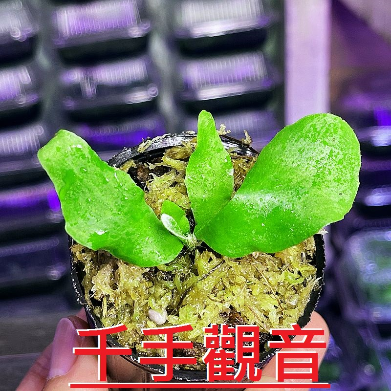 ✨KAI鹿角蕨👍【24-千手觀音鹿角蕨 P. SSFoong】2寸盆/4吋盆上板-特惠中(附花牌) -