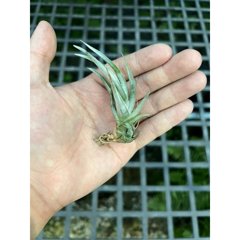 空氣鳳梨-白劍 Tillandsia xiphioides