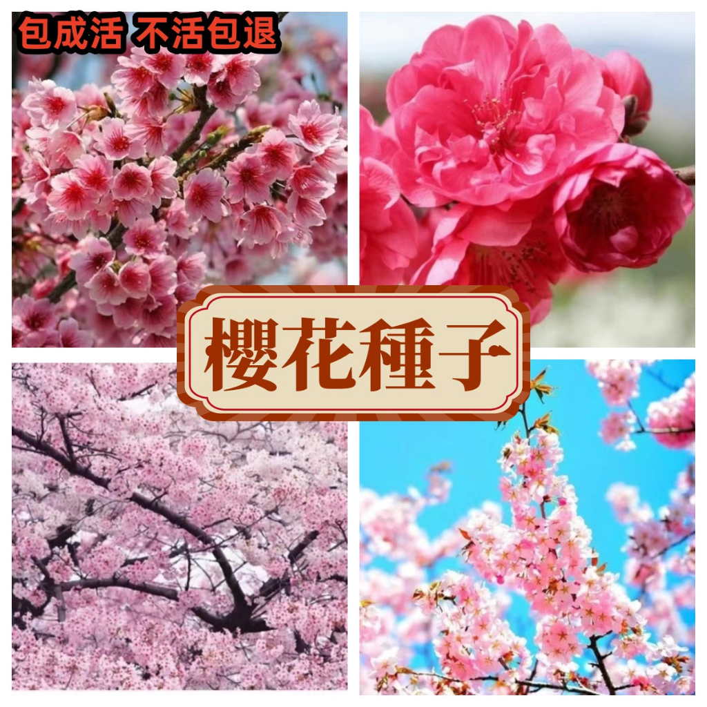 【櫻花種子】日本櫻花種子 超低價 四季開花 林木花卉種子室內外桌面觀花盆栽 種子