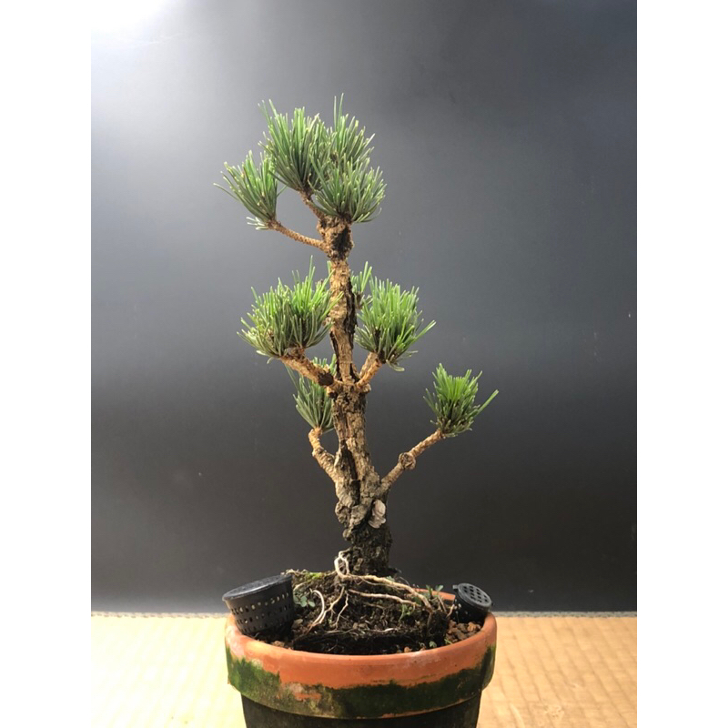 錦松(夢錦)盆栽 夢錦松的價格推薦- 2025年1月|