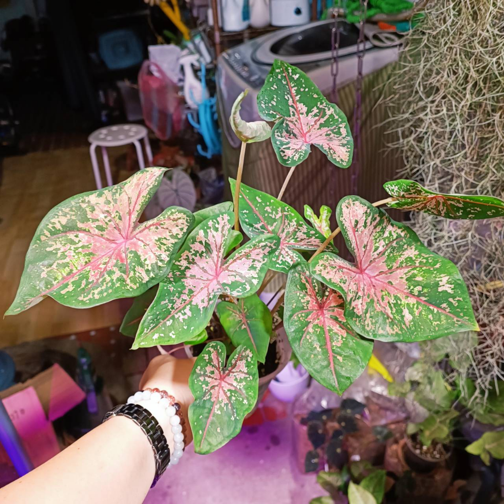 彩葉芋 粉紅儷人 粉紅美人 3.5寸盆 pink beauty caladium 一物一拍