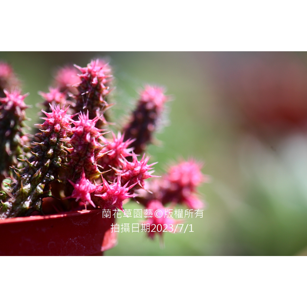 1吋迷你盆|粉紅海葵蘿藦(冬季轉回原色)|蘿藦科 多肉植物 |蘭花草園藝