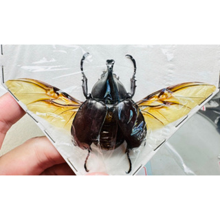 昆蟲標本（死的非活體） Xylotrupes gideon ulysses飛行模式