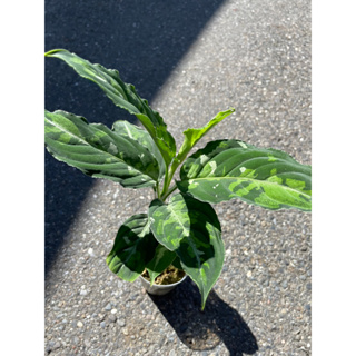 Foliage shop｜迷彩粗肋草｜2.5吋盆｜觀葉植物