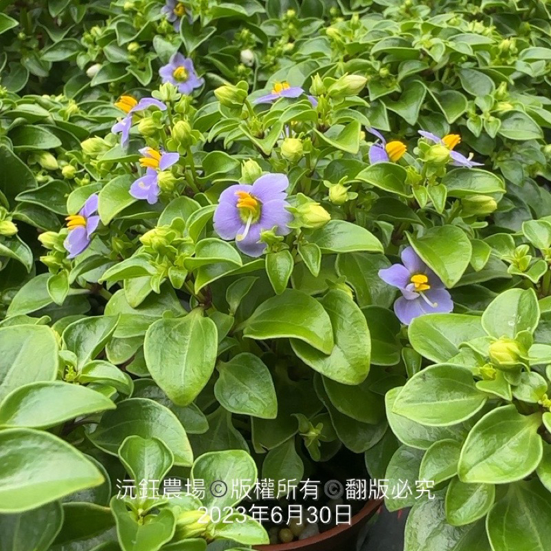 沅鈺農場   木本植物   紫芳草