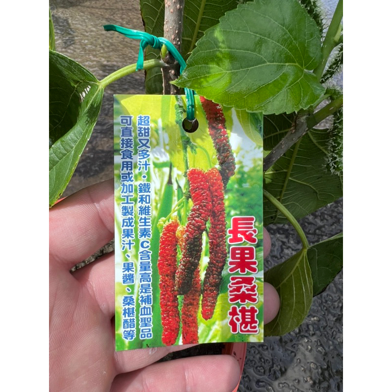 頂耀園藝 長果桑椹 5/6吋盆 高度約30-40公分