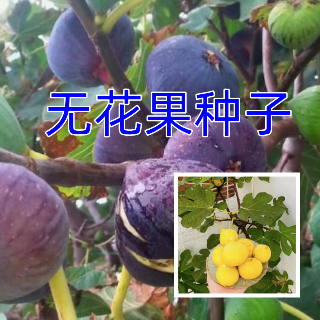 【無花果種子】紫無花果種子洋水果種子分枝力強 抗寒耐旱耐澇易養活庭院 陽台室外種植