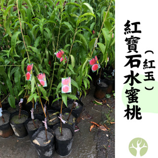 ［農夫世家］ 熱帶水蜜桃🍑 紅寶石水蜜桃 紅玉 新手入門推薦品種🏆 偏早生 豐產 嫁接苗 可盆栽 熱帶平地種植 果樹 苗