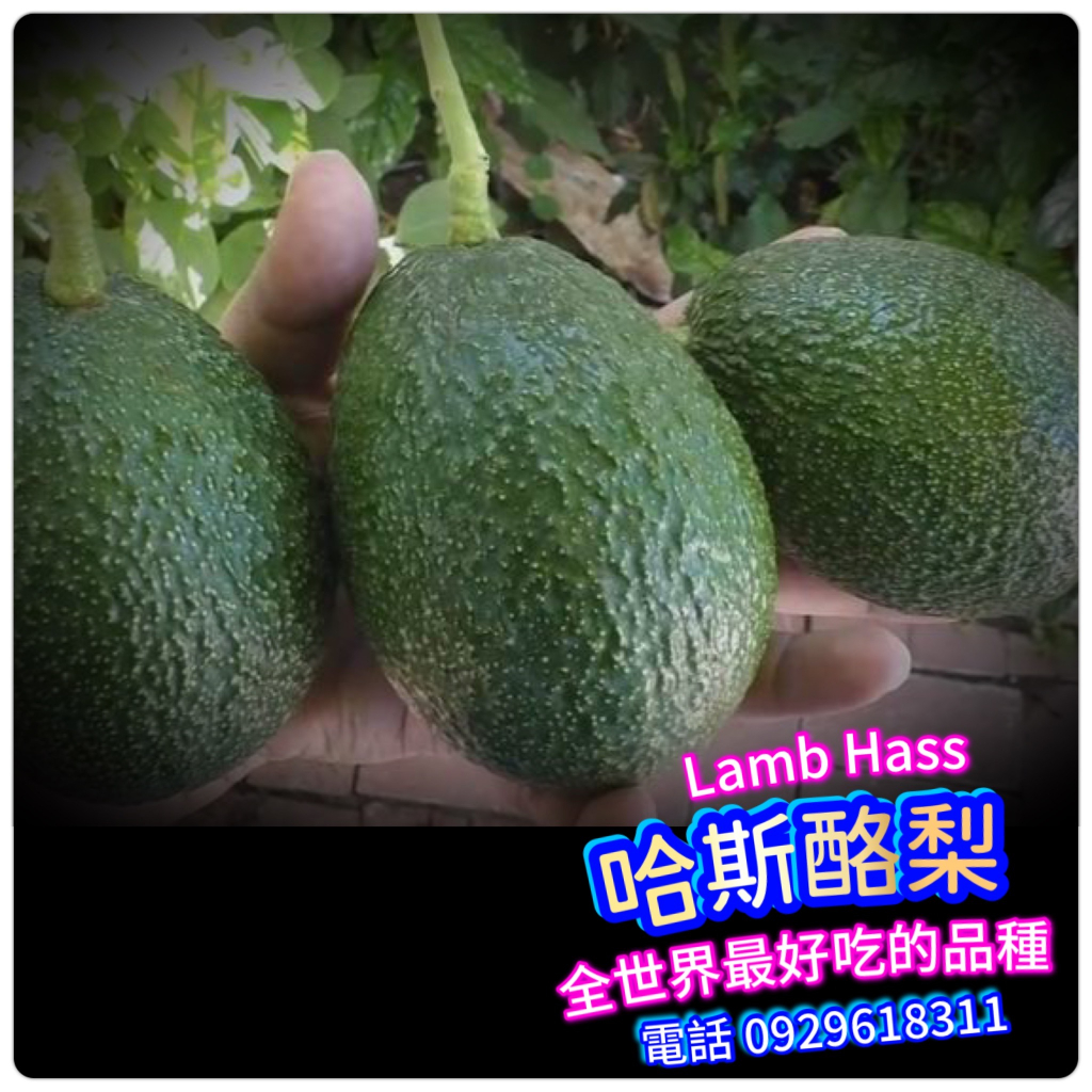 哈斯酪梨嫁接苗盆栽 Lamb Hass【澳洲改良款】秋可 秋可得 厚兒 紅心園 竹崎早生 章安 皇家一號甜酪梨