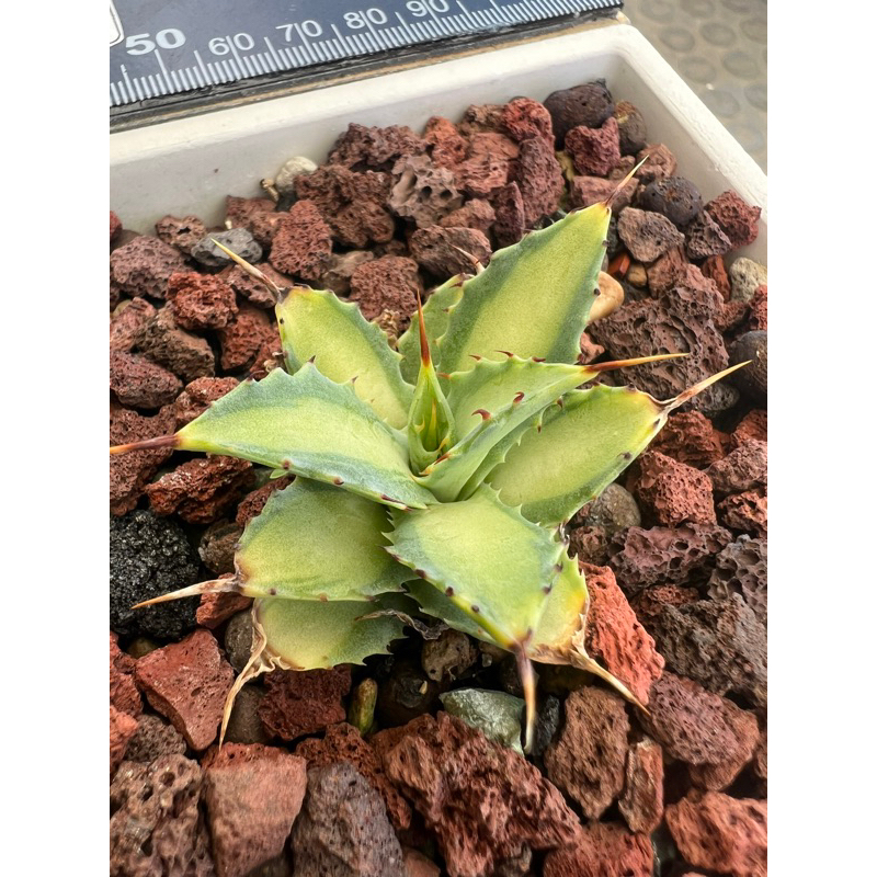 姬怒雷神白中斑 后圖為母株 agave 龍舌蘭 多肉植物 龍什蘭