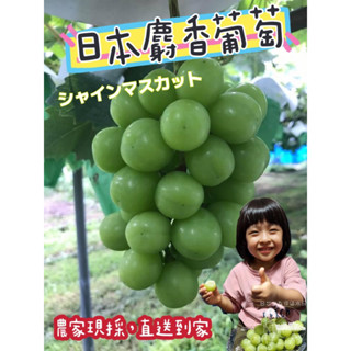 【日本農家直送】-日本空運 日本香印長野県、山梨県麝香葡萄、雙拼禮盒 紅秀等級4L大規格-低溫配送