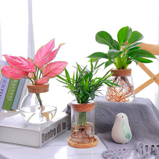 goodsnana💕 創意玻璃花瓶 無土水培 高硼矽玻璃 水養綠植容器 清奢小花瓶 辦公桌面裝飾品