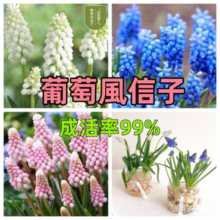 🔥🔥🔥《葡萄風信子種球》 進口風信子球根 大球莖 開花多年 水培葡萄風信子120天左右開花 球球精選 庭院觀賞花卉