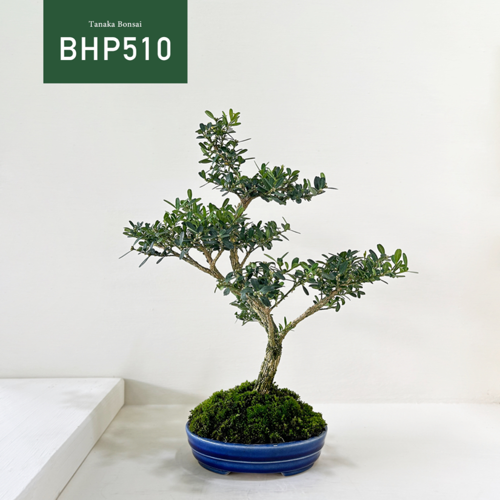 【Tanaka Bonsai】BHP510 雀舌黃楊盆景  ｜雜木盆栽
