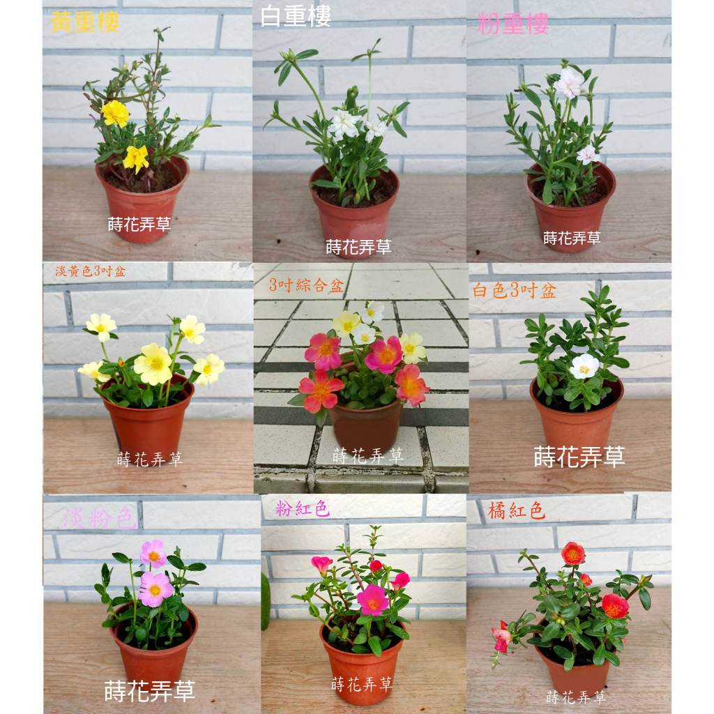 🌺蒔花弄草🌺 太陽花 馬齒牡丹 馬齒莧 3吋盆 發根枝條 扦插 單瓣 白色  粉紅色 淡黃色 淡粉色 金黃色 黃色