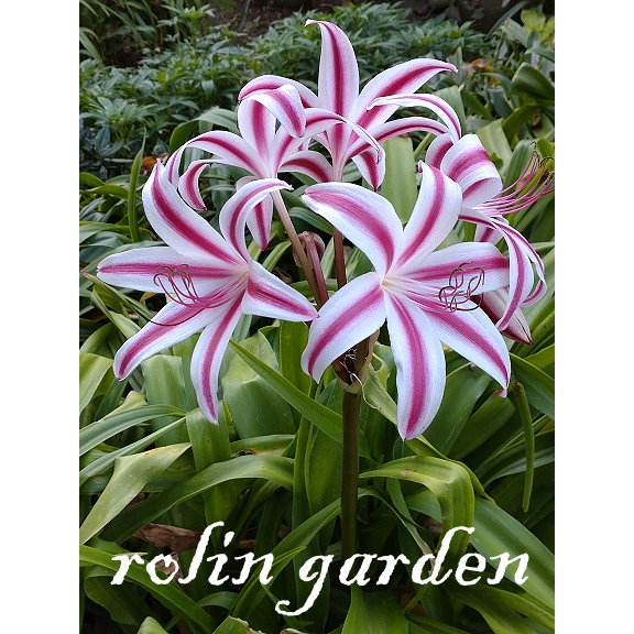 若林花園-文殊蘭(香殊蘭) Crinum Stars and Stripes 星條旗 (1成株)