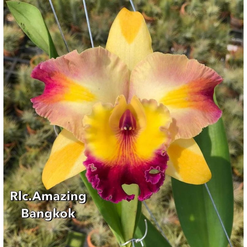 大眾蘭園 泰國嘉德利雅蘭  Rlc.Amazing Bangkok