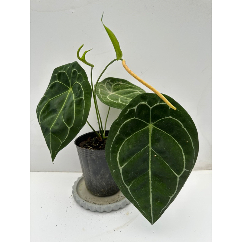 Anthurium Forgetii 圓基花燭