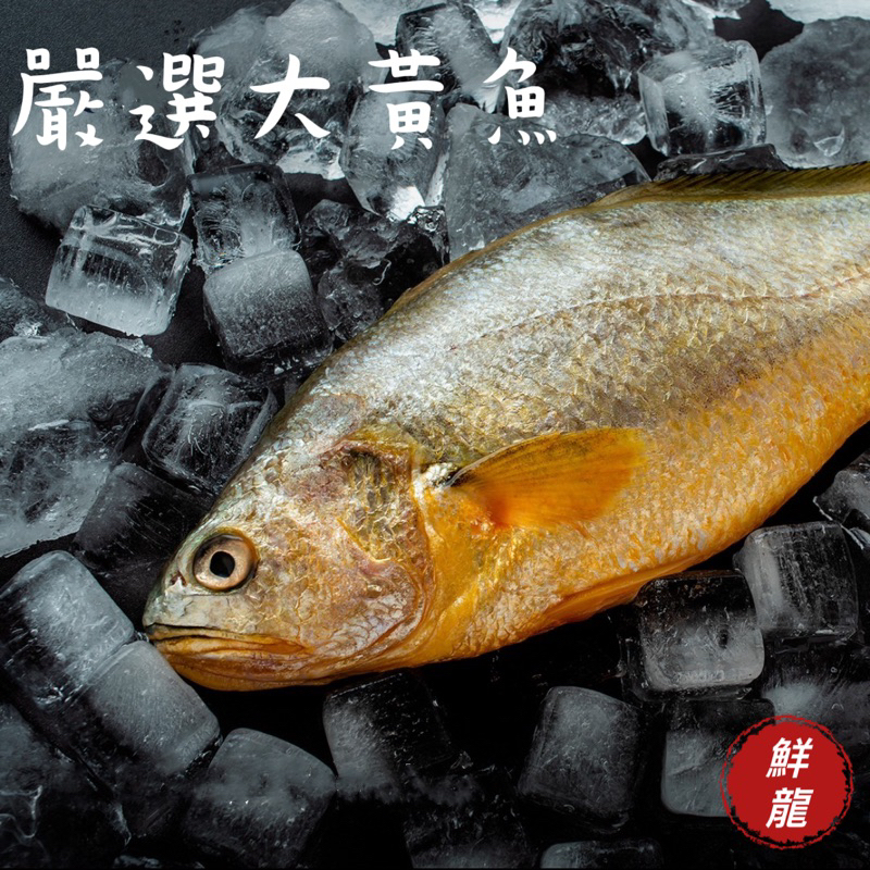 🐉鮮龍水產🐉 大黃魚/黃花魚/黃魚/現撈 新鮮