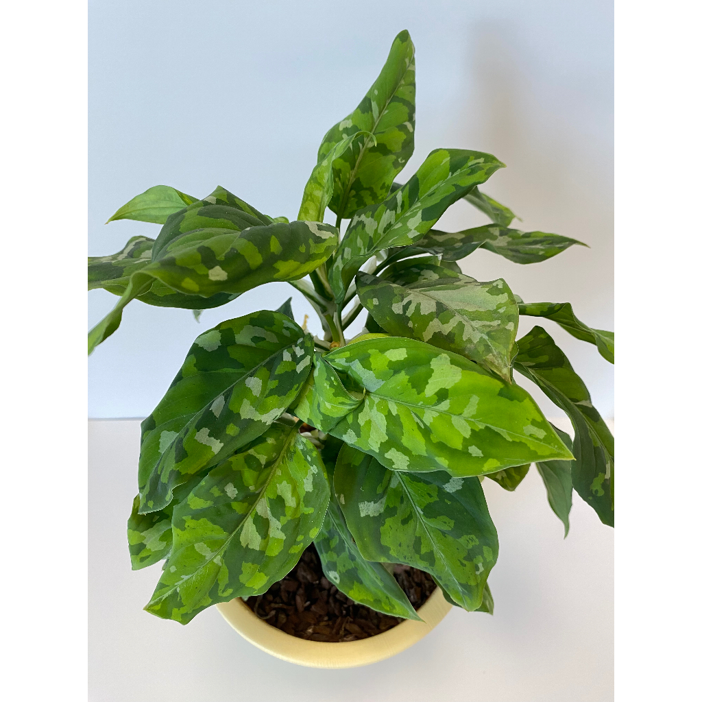 迷彩粗肋草 Aglaonema pictum tricolor【6吋02】