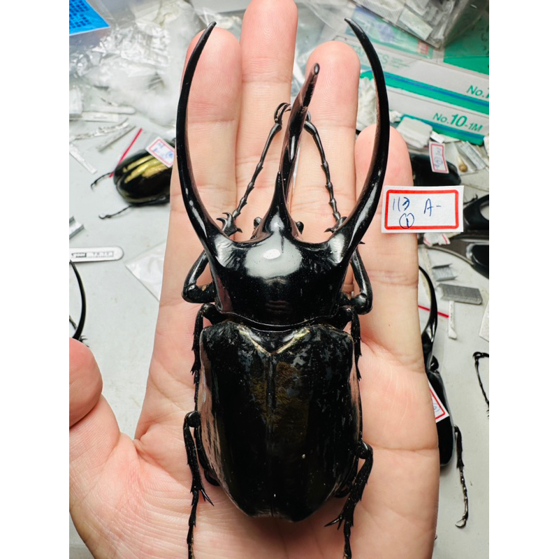 昆蟲標本（死的非活體） 野生chalcosoma chiron chiron 南洋大兜 自己挑