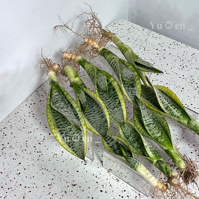 虎尾蘭🪴裸根虎尾蘭 觀葉植物 淨化空氣 室內空氣淨化 裸根寄出