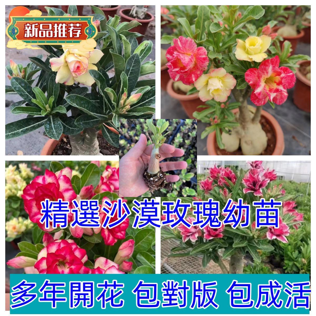 【沙漠玫瑰花小苗】 盆栽四季花開庭院室內外陽臺好養花卉綠植沙漠玫瑰