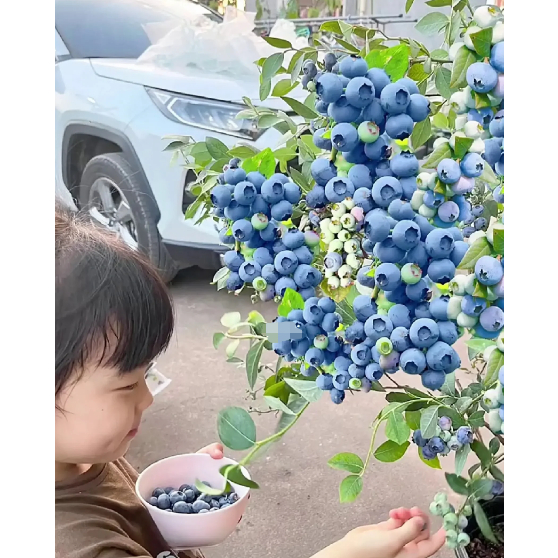 【藍莓種子】 藍莓種子 樹莓種子 四季種植盆栽地栽 易種植