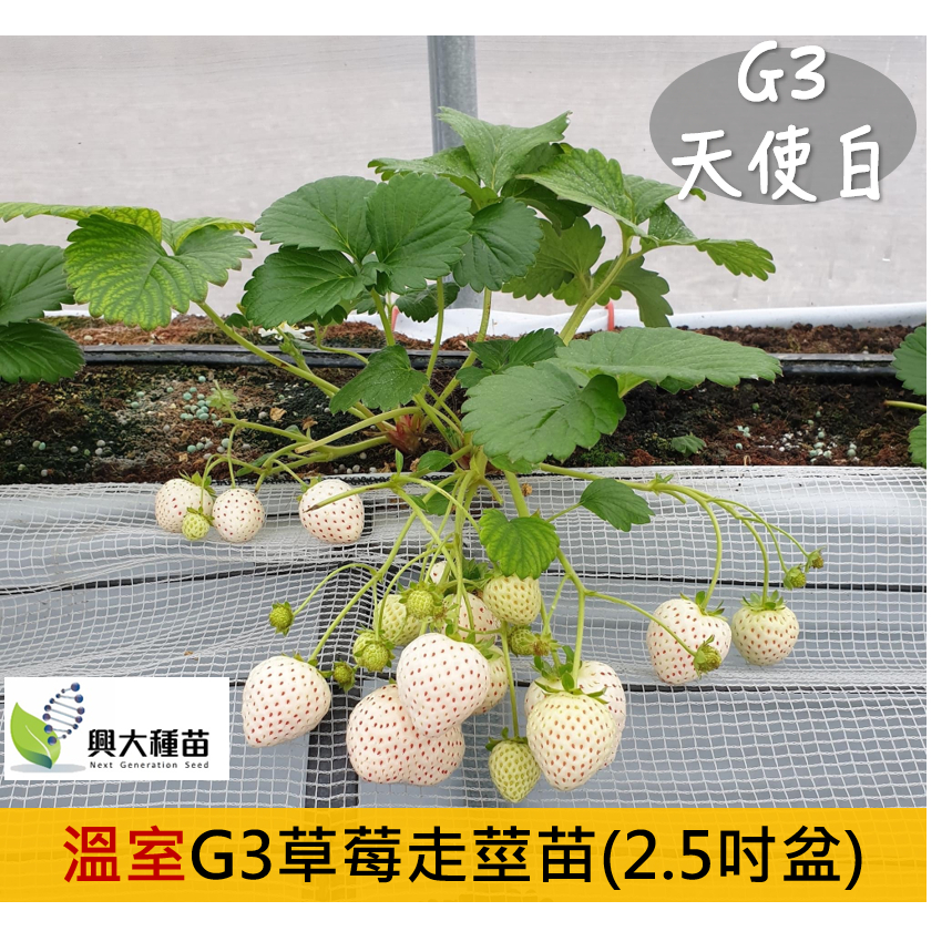(秋冬限量供應) 天使白草莓苗(G3走莖苗)(2.5吋盆)