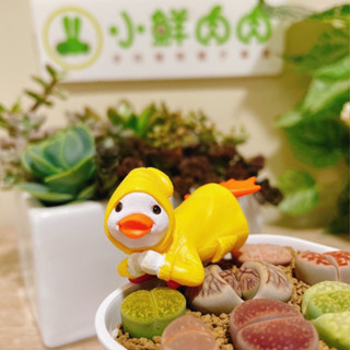 【小鮮肉肉】雨衣小鴨 下雨天也要可可愛愛鴨❤️雨傘鴨鴨 多肉植物盆栽裝飾 公仔 玩偶 擺件 微景觀 可愛 多肉 擺飾