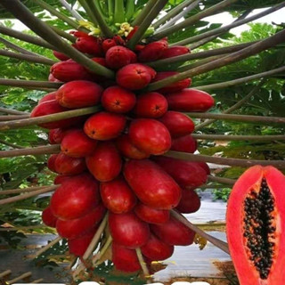 木瓜種子冠紅木瓜種子南方種四季木瓜種子矮化臺灣水果木瓜種子四季播種 花卉種子