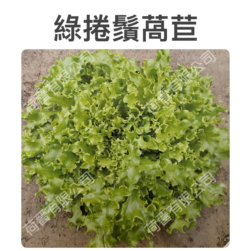 綠捲鬚萵苣種子30公克(約30000粒) 皺葉萵苣 縐葉萵苣