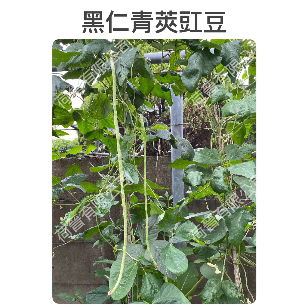 黑仁青莢豇豆種子(約20粒) 菜豆 長豇豆